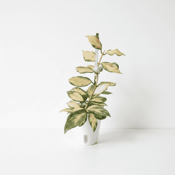 Hoya Plant in White Pot Hoya plant with variegated leaves in a white pot, perfect for indoor gardening.