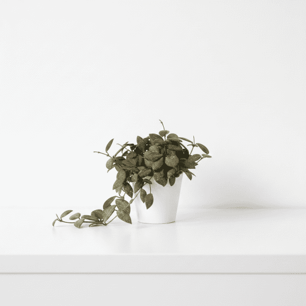 Hoya plant in white pot Hoya plant with trailing variegated leaves in a white pot.