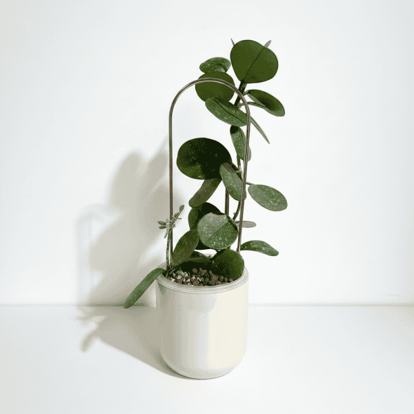 Hoya Plant in White Pot Healthy Hoya plant with round green leaves in a white ceramic pot.