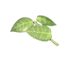 Hoya Plant Leaf Healthy Hoya plant leaf with vibrant green color and distinct veining.