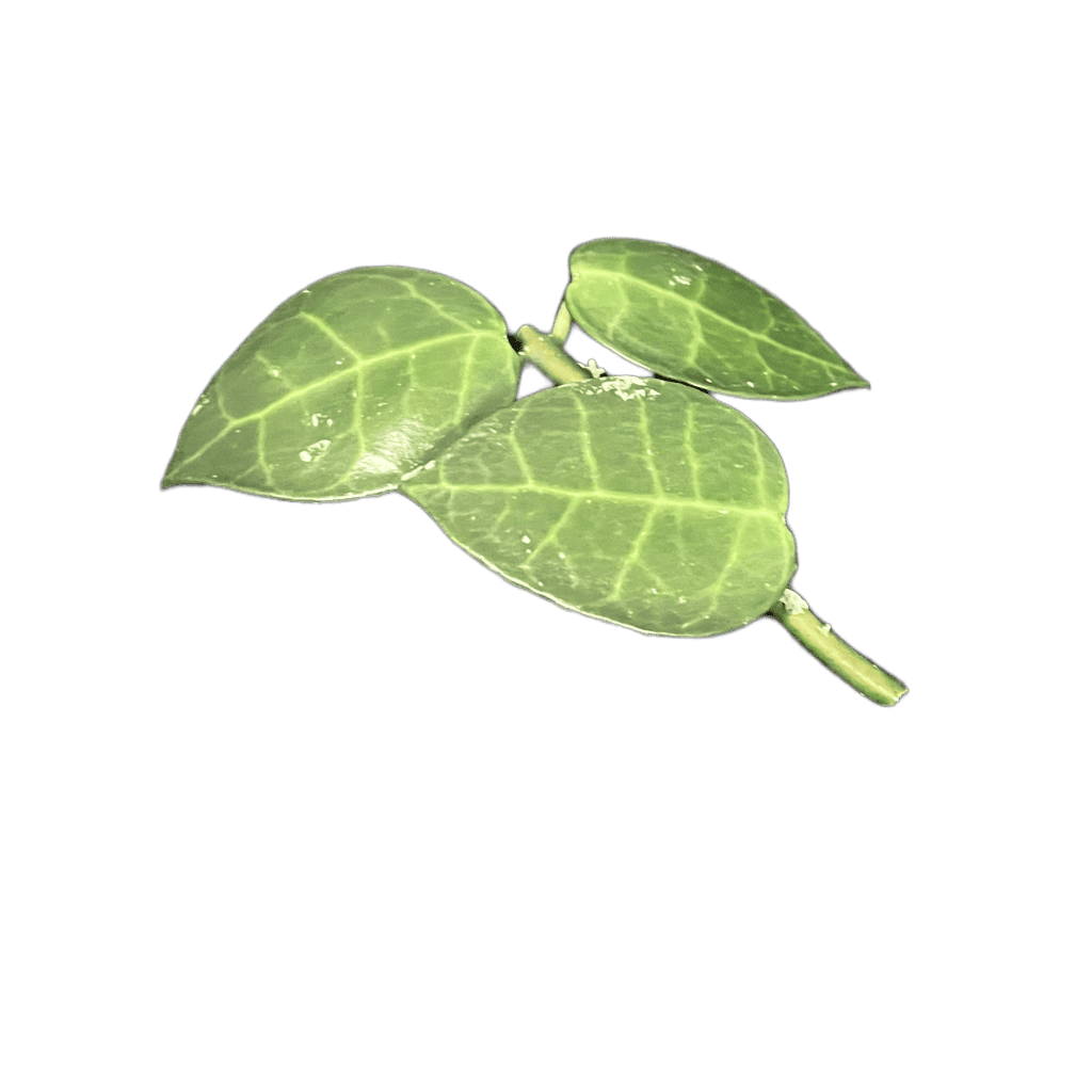 Hoya Plant Leaf Healthy Hoya plant leaf with vibrant green color and distinct veining.