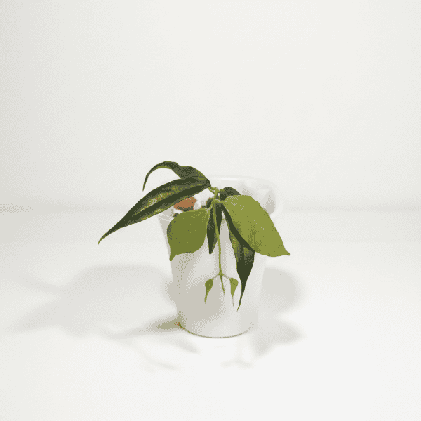 Hoya plant in white pot Hoya plant in a white pot, showcasing lush green foliage.