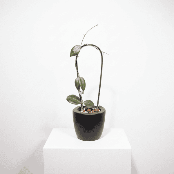 Hoya plant in black pot Hoya plant with green leaves in black pot on white background.