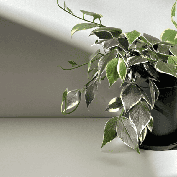 Hoya Plant in Black Pot Hoya plant with variegated leaves in a black pot, ideal for indoor gardening.