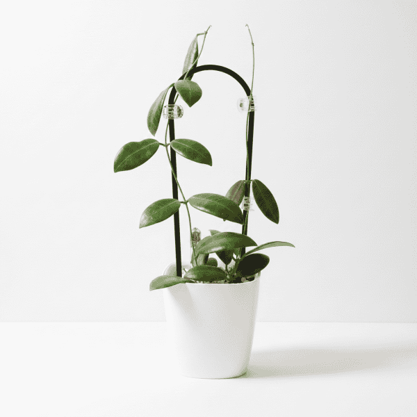 hoya-pulchra-small,-round-leaves-edited_3 Hoya plant in white pot, indoor succulent with green leaves, on white background.