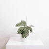 Hoya plant with variegated leaves in a white pot on a white surface.