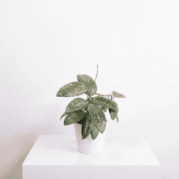 Hoya Plant in White Pot Hoya plant with variegated leaves in a white pot on a white surface.