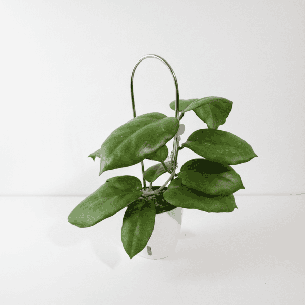 Hoya plant in hanging pot Hoya plant with lush green leaves in a hanging pot.