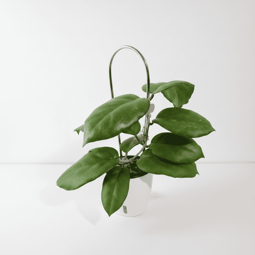 Hoya seed002