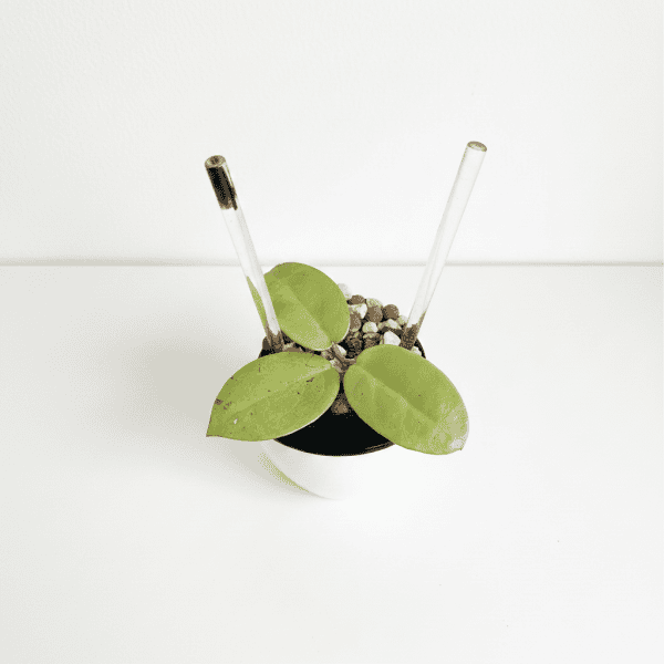 Hoya Plant in Modern Pot Hoya plant with green leaves in a small pot, ideal for indoor gardening.