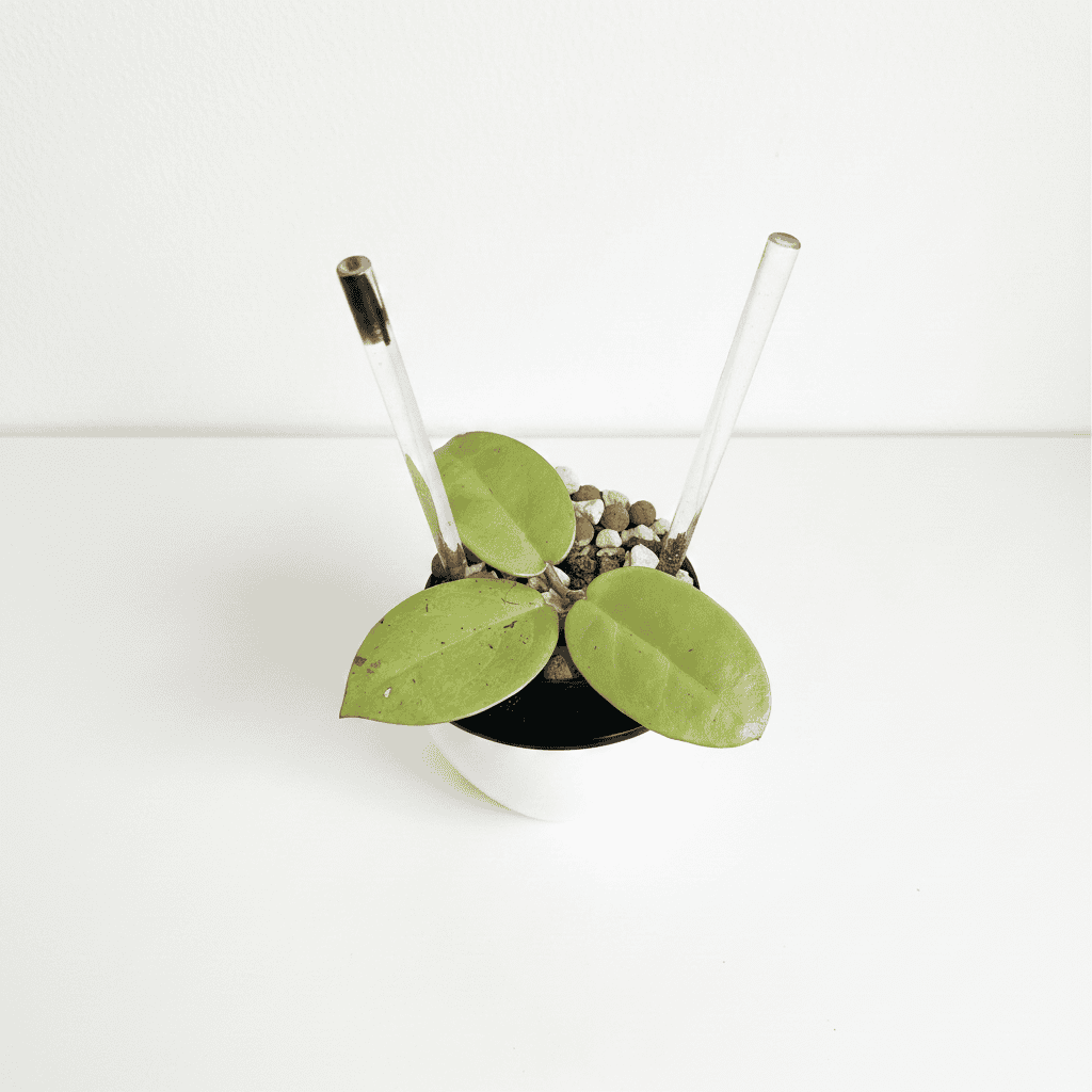 Hoya 'Silver Dollar'