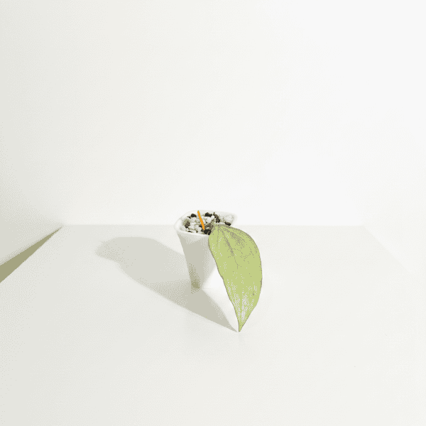 Hoya plant with large green leaf in a white pot.