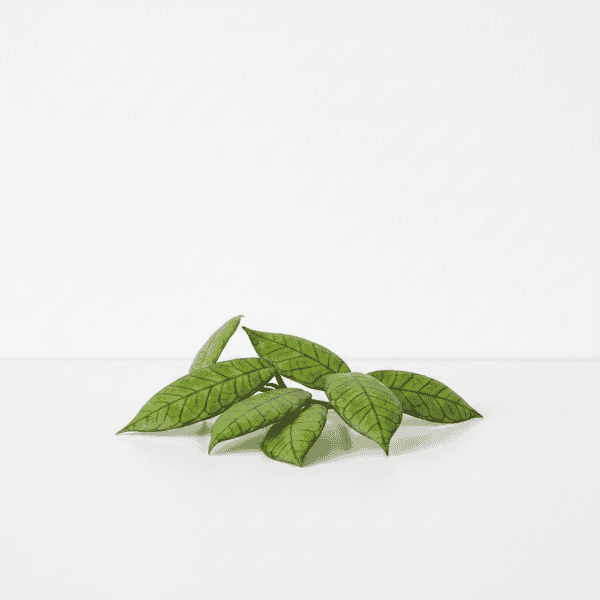 Hoya Plant Leaves Healthy Hoya plant leaves with vibrant green color and distinct venation.