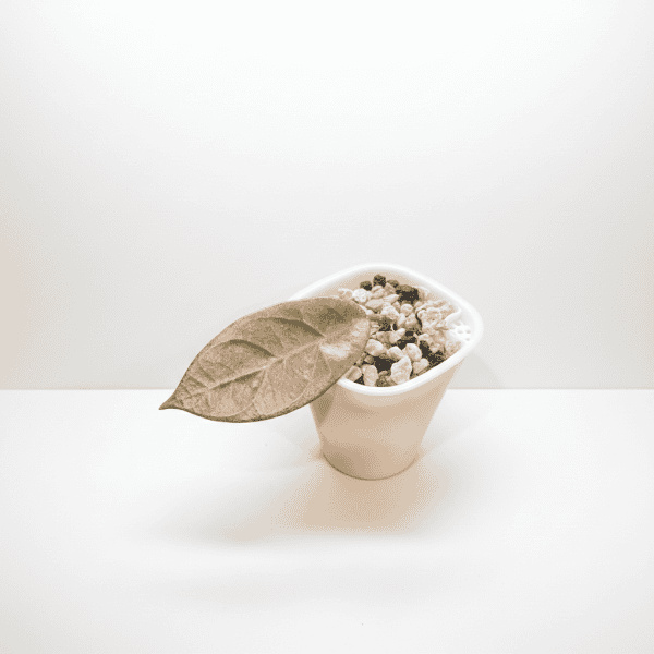 Hoya plant in small white pot Hoya plant with leaf in small white pot, growing in soil with perlite and charcoal.