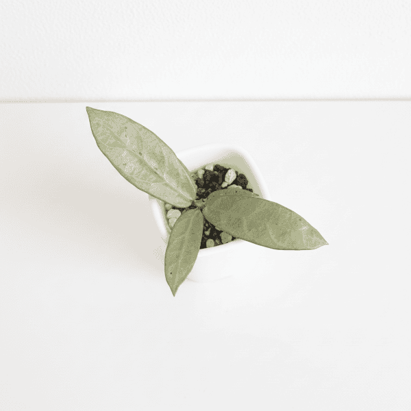 hoya-sp-lai-chau-silver-narrow-leaves)-edited_3 Hoya plant seedling in small pot, indoor plant care, houseplant growth.