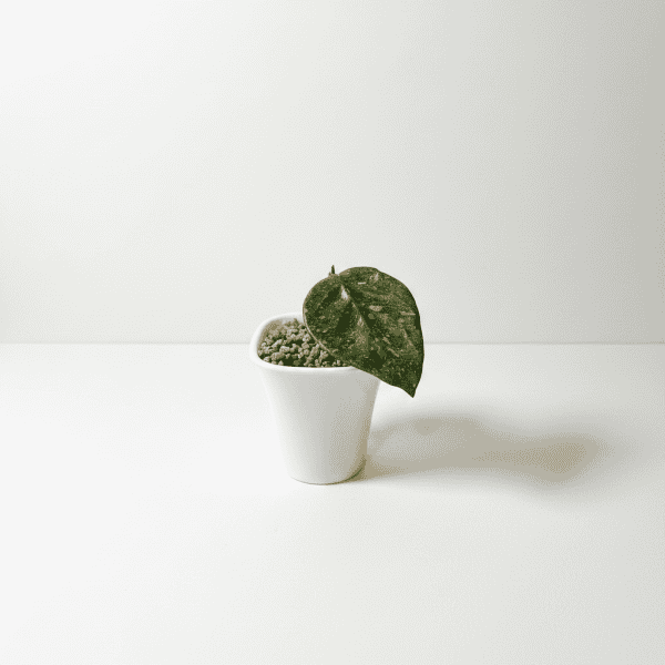 Hoya plant in white pot Hoya plant with variegated leaves in a white pot, perfect for indoor gardening.