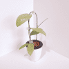 Hoya Plant in White Pot Hoya plant with large leaves in a white pot, indoor plant care.