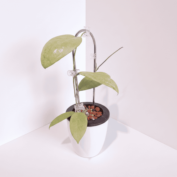 Hoya Plant in White Pot Hoya plant with large leaves in a white pot, indoor plant care.