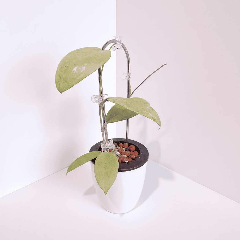 Hoya sp. Menak Sopal (silver)