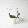 Hoya Plant in White Pot Hoya plant with trailing vines in a white pot, ideal for indoor gardening.