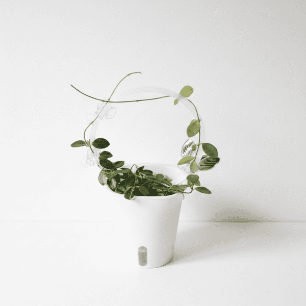 Hoya Plant in White Pot Hoya plant with trailing vines in a white pot, ideal for indoor gardening.