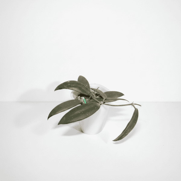 Hoya plant in white pot Hoya plant with dark green, waxy leaves in a white pot, ideal for indoor gardening.