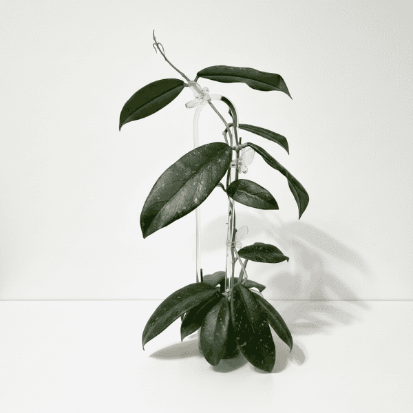 Hoya plant with trailing vines and glossy leaves Hoya plant with trailing vines and glossy leaves, perfect for indoor gardening enthusiasts.