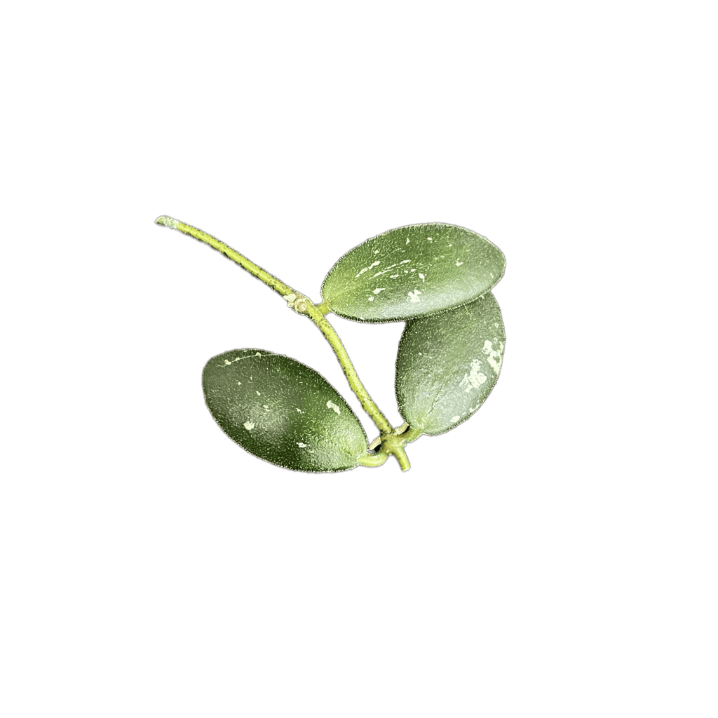 Hoya Plant Leaf Cluster Close-up of Hoya plant leaves, showcasing their thick, waxy texture.