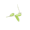 Fresh Hoya plant cutting with green leaves and stems.