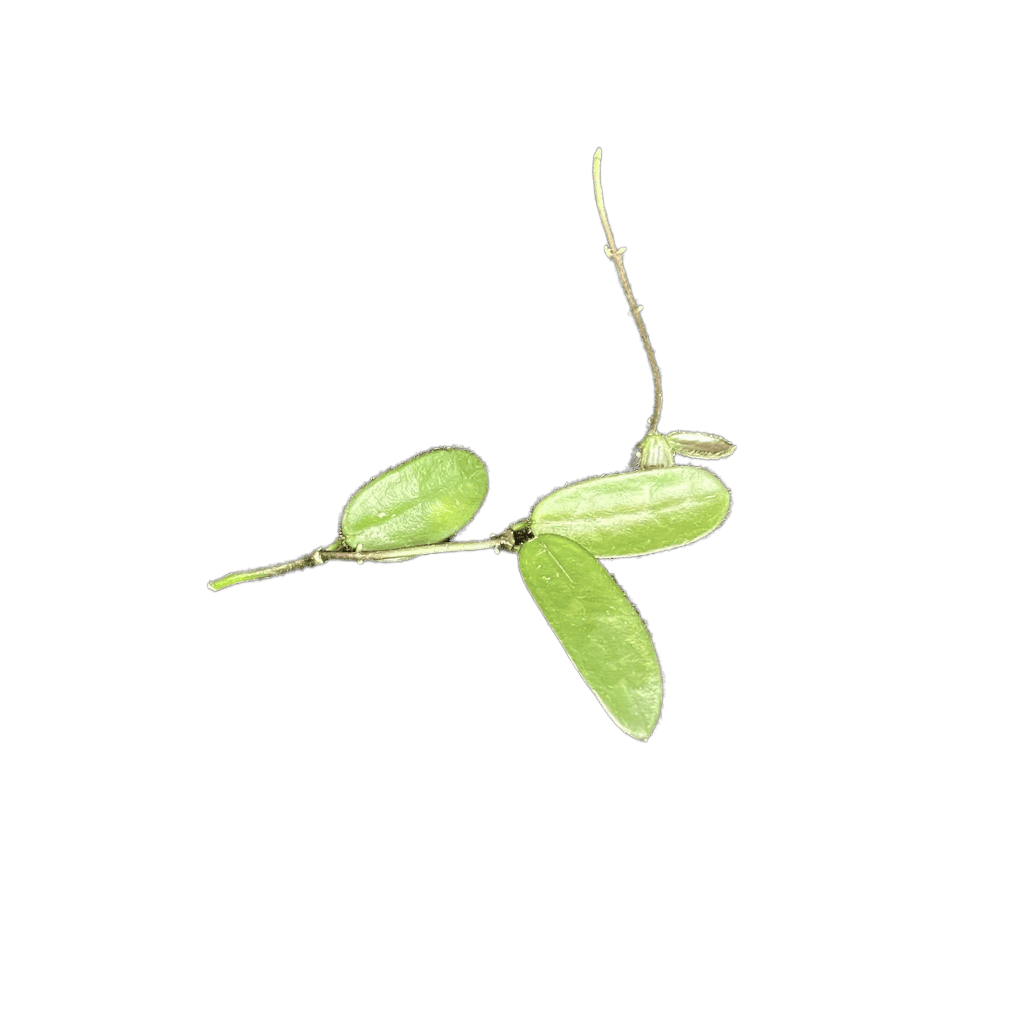 Fresh Hoya plant cutting with green leaves and stems.