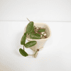 Hoya plant with thick, glossy leaves in a white pot.