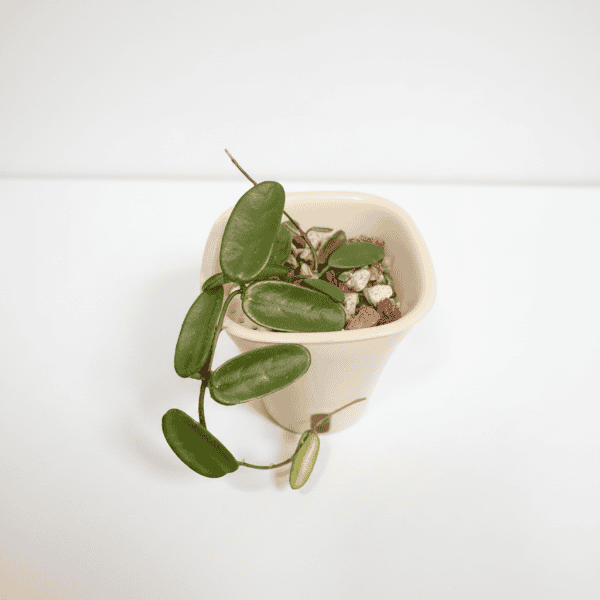 Hoya plant with thick, glossy leaves in a white pot.