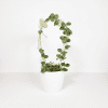 Hoya plant with trailing vines and white flowers in a white pot.