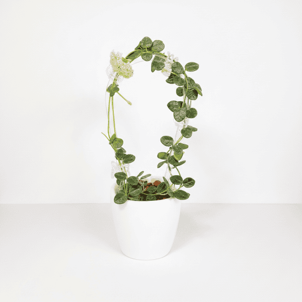 Hoya plant in white pot Hoya plant with trailing vines and white flowers in a white pot.