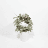 Hoya plant with pink flowers in a white pot, indoor plant care.