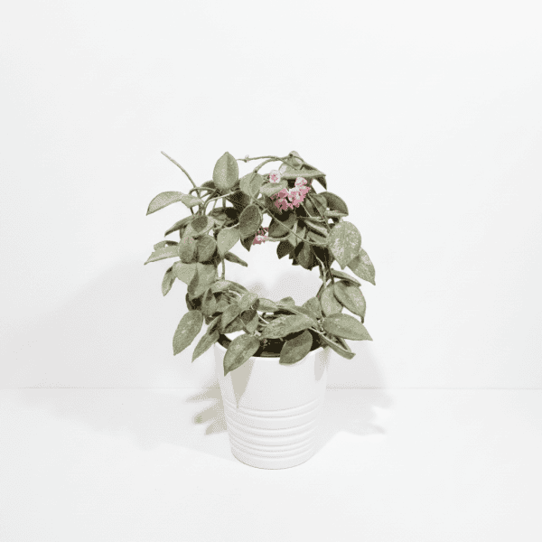 Hoya Plant in White Pot Hoya plant with pink flowers in a white pot, indoor plant care.