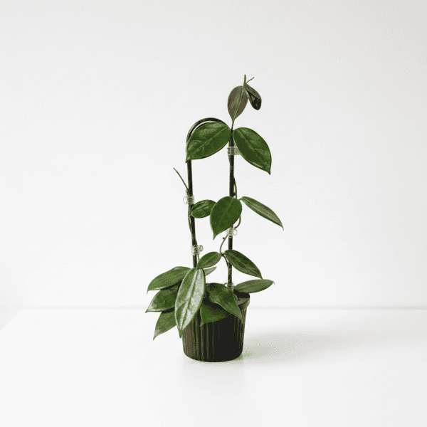 Hoya Plant in Black Pot Healthy Hoya plant with glossy green leaves in a black pot.