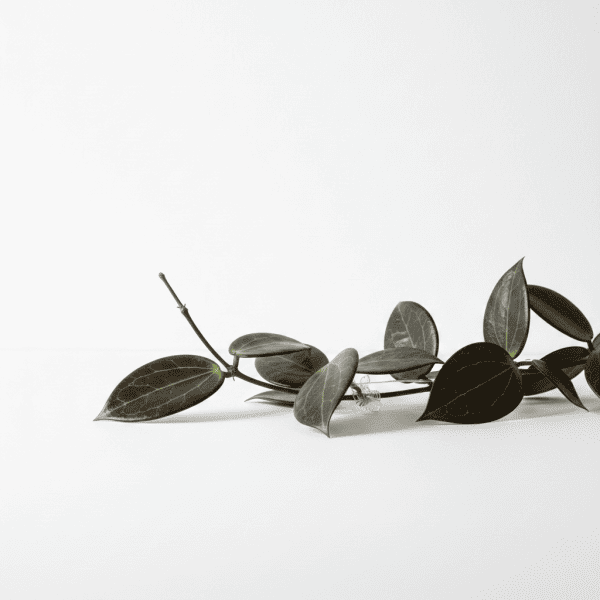 Hoya plant branch with dark green leaves Close-up of a Hoya plant branch with dark green, glossy leaves on a white background.