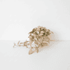 Hoya plant with pink and green foliage on a white background.