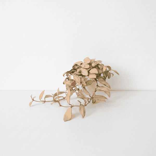 Hoya plant with pink and green foliage on a white background.