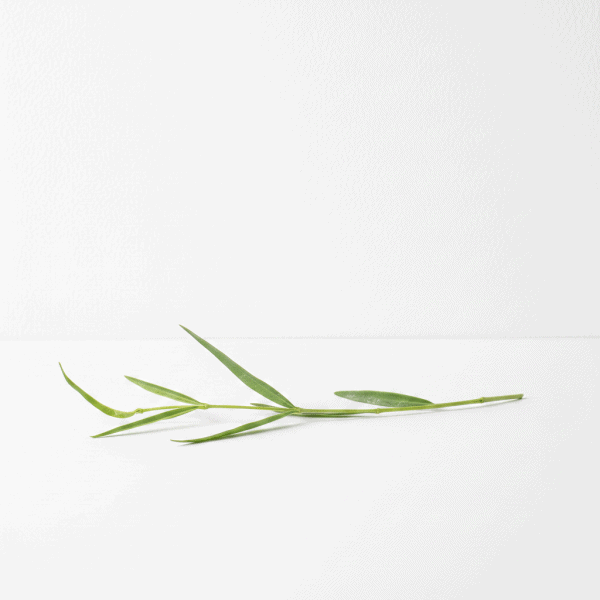 Hoya plant cutting on white background Hoya plant cutting, a popular houseplant known for its attractive foliage and fragrant flowers.