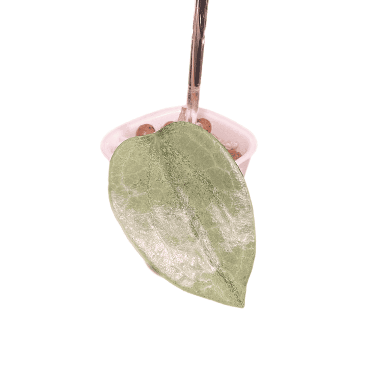 Hoya plant leaf with water droplet, close-up of succulent foliage.