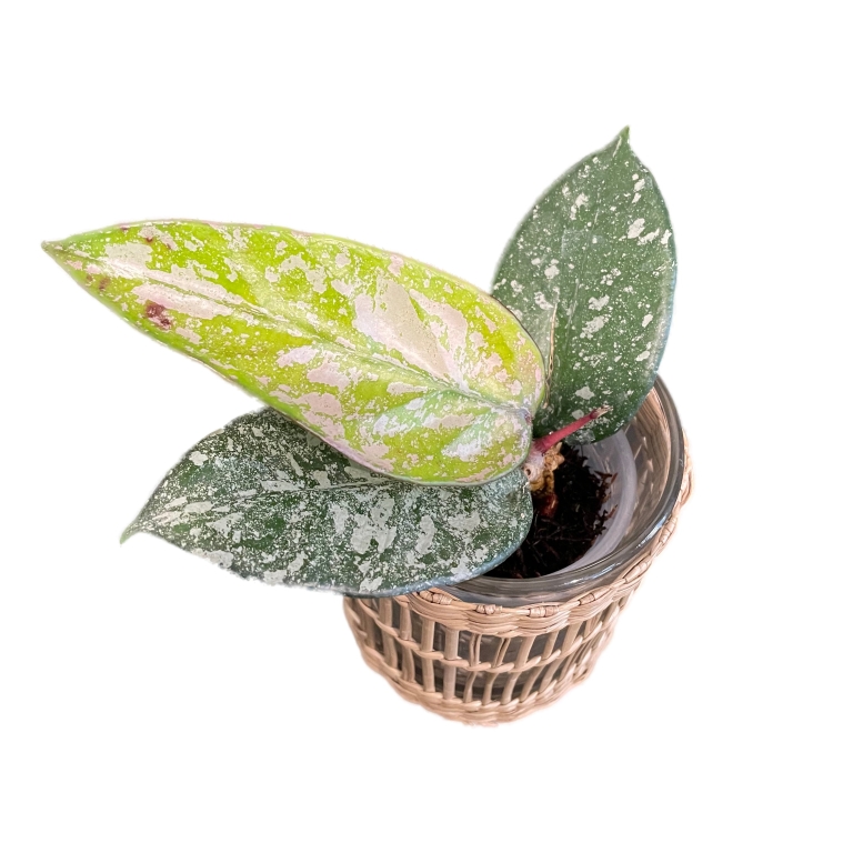Hoya sp. Son La (silver)