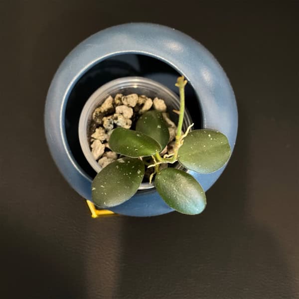Healthy Hoya Grapes plant in a blue pot, close-up view.