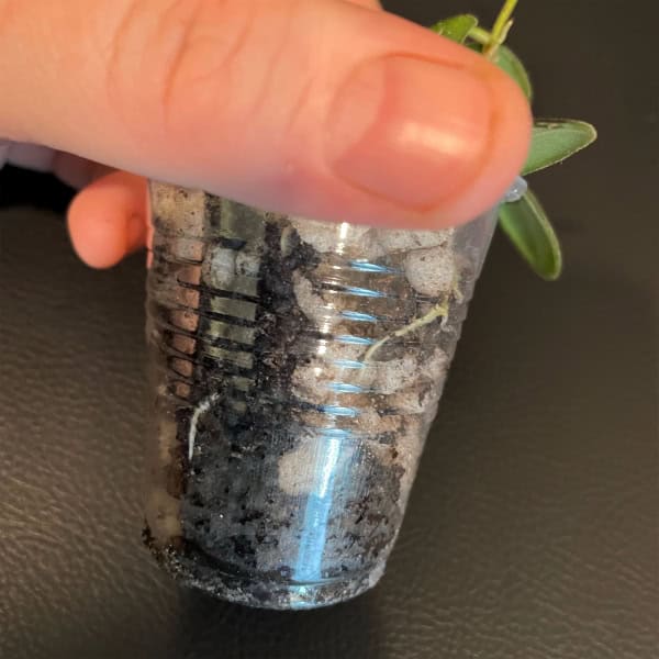 Hoya Grapes plant rooted cutting in small clear pot for propagation.