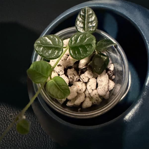 Healthy Hoya tengchongensis rooted cutting in a pot for propagation.