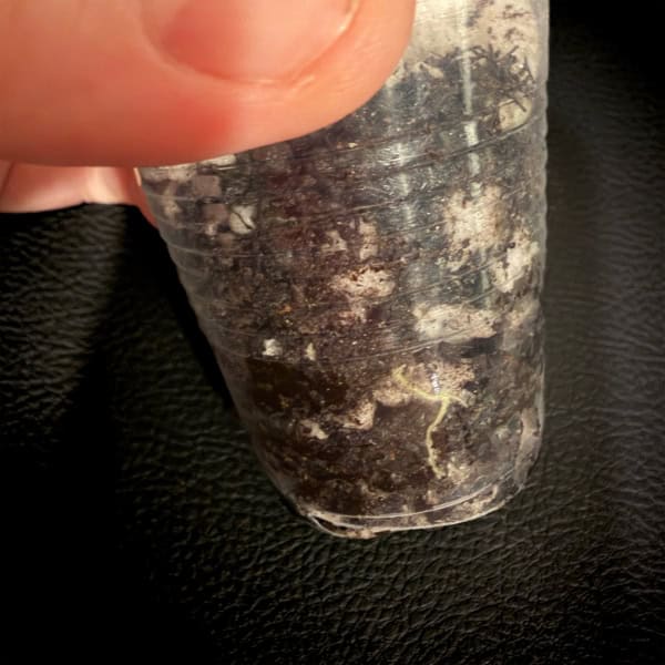 Hoya tengchongensis rooted cutting in clear plastic cup.